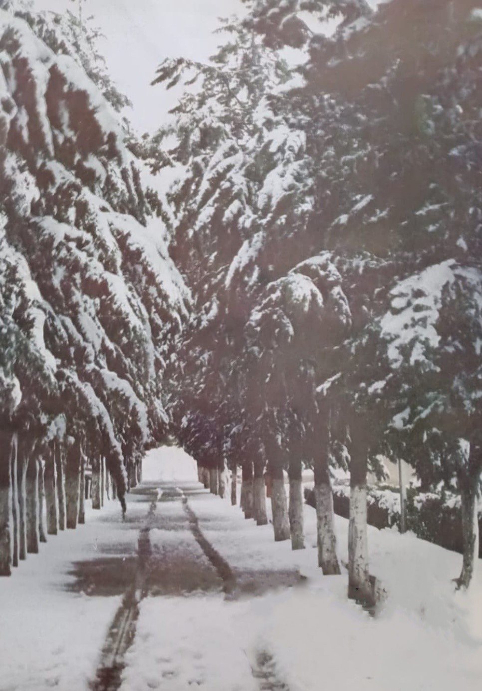 الثلوج في الجامعة الأردنية 1992